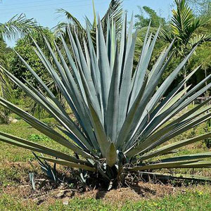 agave